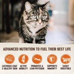 Wellness CORE Original Turkey With Chicken Recipe Cat Dry Food -Pet Products Store wellnesscoreoriginalturkeywithchickenrecipecatdryfood4kg 3 1
